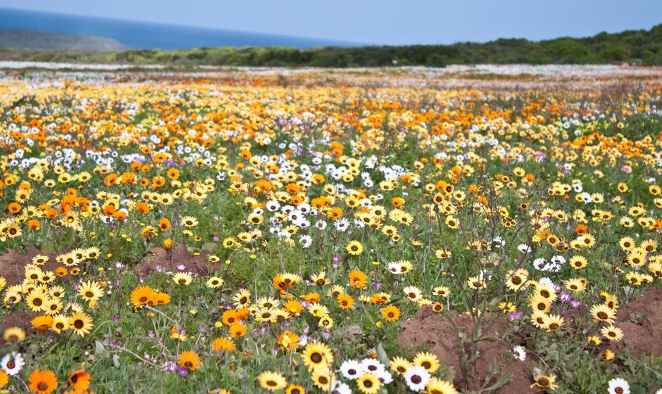 Multicoloured wild flower field - South African Desert Holiday